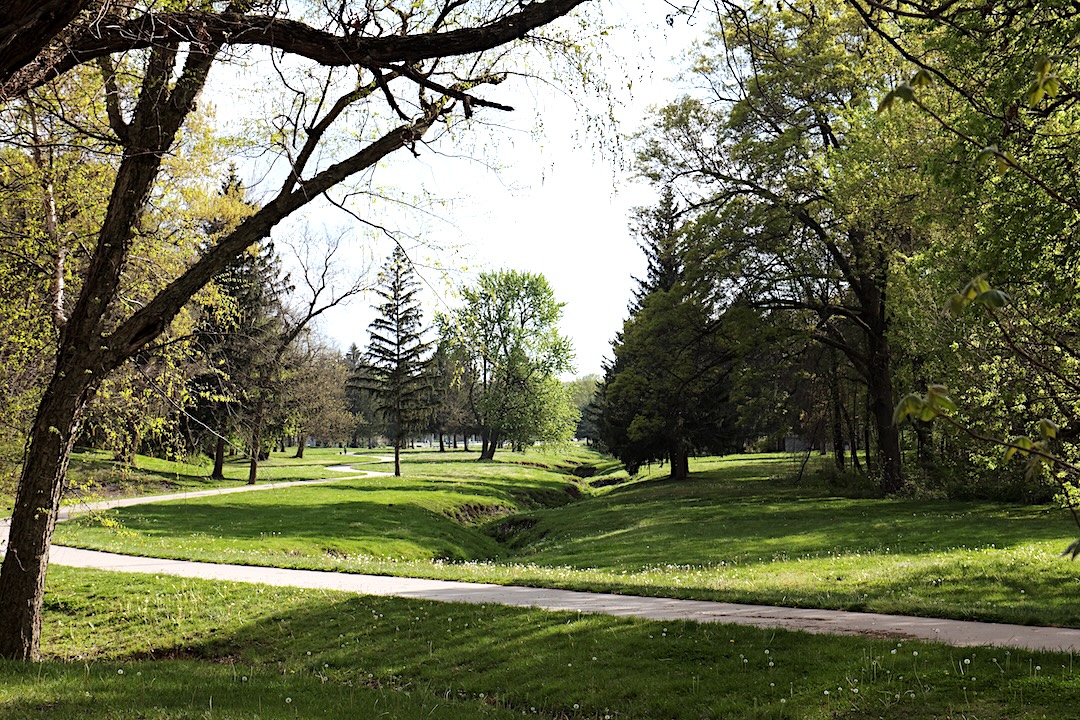 various species of trees among a path